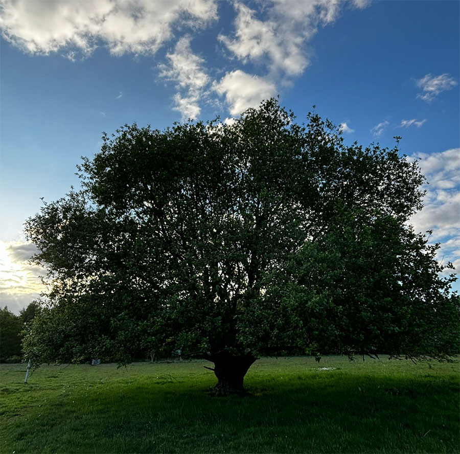 Oak